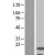 Western Blot: Iba1 Lysate [NBL1-07408] - Western Blot experiments. 
Left-Control; Right -Over-expression Lysate for AIF1